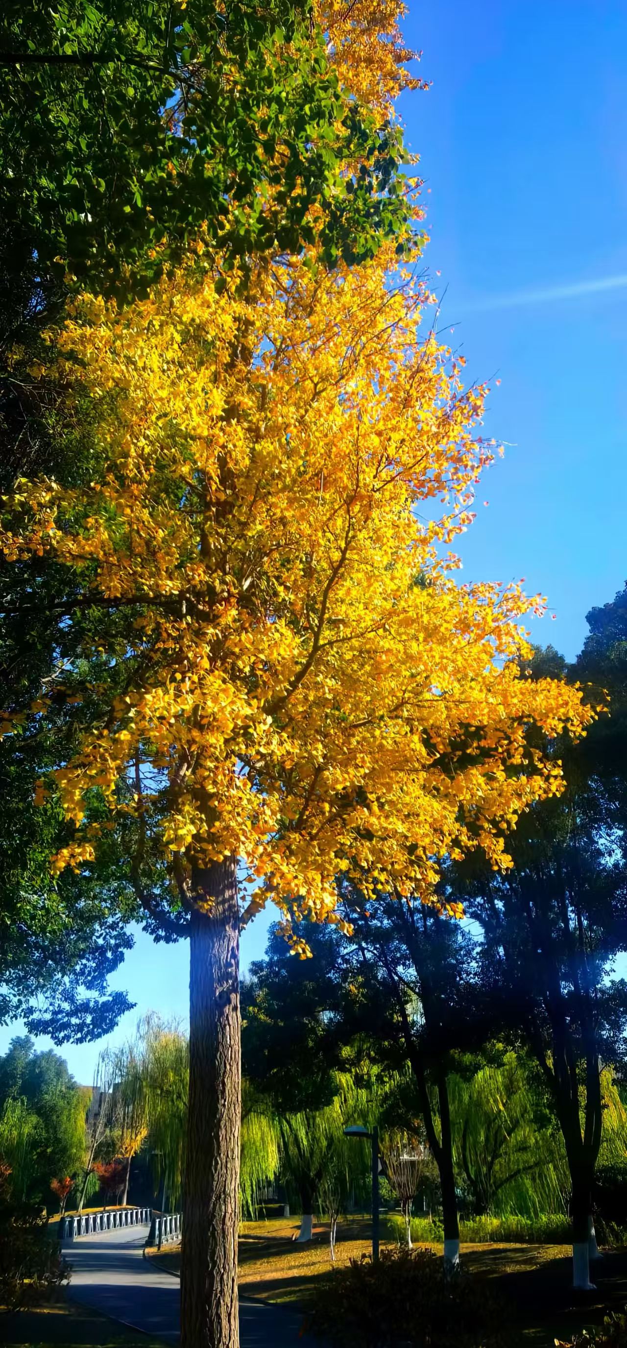 041764807896538218.jpeg 0ab7fb1c1d37c8032c0facbb720abed.jpg